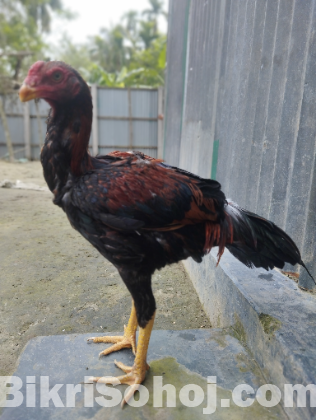 আসিল ফাইটার